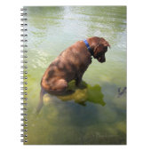 Schokolade Labrador Pit Mix Hund Fischen 3 Notizblock (Vorderseite)