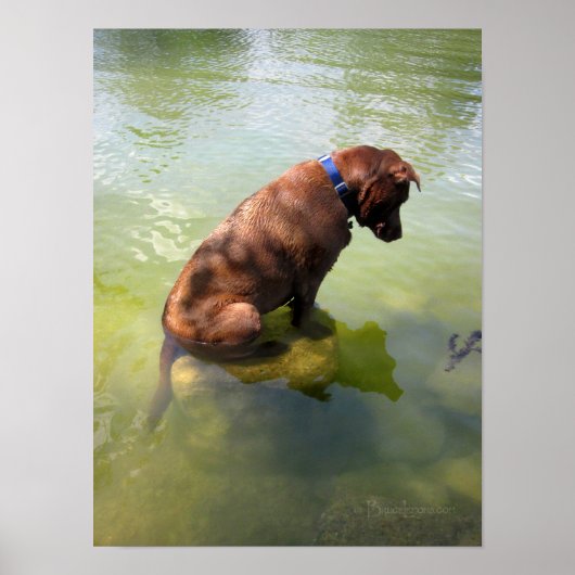 Schokolade Labrador Pit Mix Hund Fischen 3 Poster (Vorne)