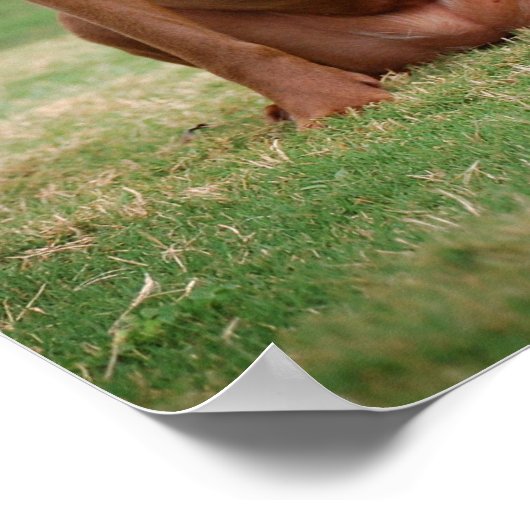 Schokolade Labrador Pit Mix Hund Lächeln 2 Poster (Ecke)