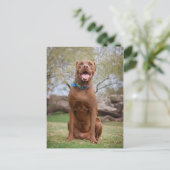 Schokolade Labrador Pit Mix Hund Lächeln 2 Postkarte (Stehend Vorderseite)
