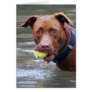Schokolade Labrador Pit Mix Hund mit Ball