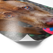 Schokolade Labrador Pit Mix Hund mit Ball 2 Fotodruck (Ecke)