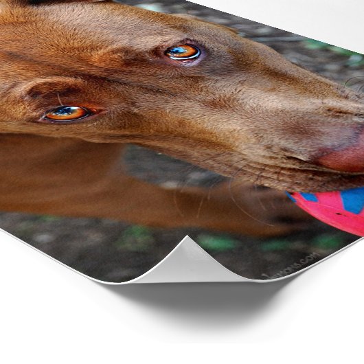 Schokolade Labrador Pit Mix Hund mit Ball 2 Poster (Ecke)