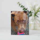Schokolade Labrador Pit Mix Hund mit Ball 2 Postkarte (Stehend Vorderseite)