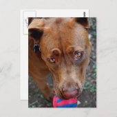 Schokolade Labrador Pit Mix Hund mit Ball 2 Postkarte (Vorne/Hinten)