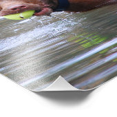 Schokolade Labrador Pit Mix Hund mit Ball Fotodruck (Ecke)