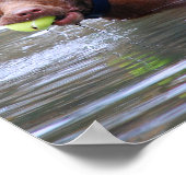 Schokolade Labrador Pit Mix Hund mit Ball Poster (Ecke)