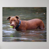 Schokolade Labrador Pit Mix Hund mit Ball Poster (Vorne)