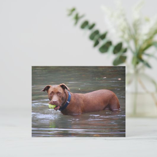 Schokolade Labrador Pit Mix Hund mit Ball Postkarte (Stehend Vorderseite)