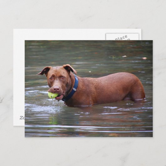 Schokolade Labrador Pit Mix Hund mit Ball Postkarte (Vorne/Hinten)
