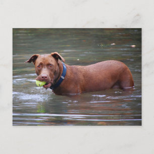 Schokolade Labrador Pit Mix Hund mit Ball Postkarte