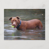 Schokolade Labrador Pit Mix Hund mit Ball Postkarte (Vorderseite)