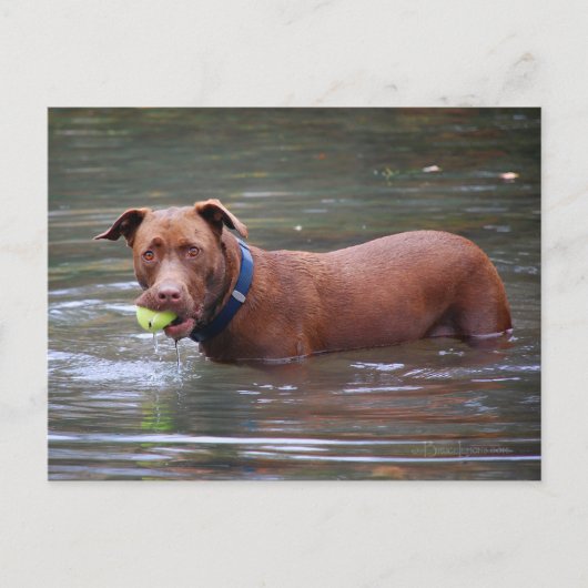 Schokolade Labrador Pit Mix Hund mit Ball Postkarte (Vorderseite)