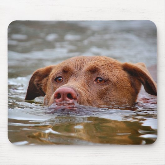 Schokolade Labrador Pit Mix Welpen Schwimmen Mousepad (Vorne)