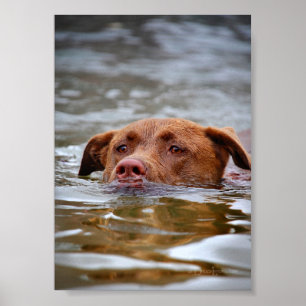 Schokolade Labrador Pit Mix Welpen Schwimmen Poster