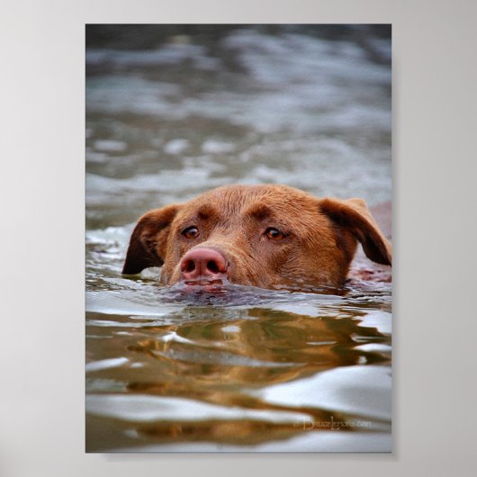 Schokolade Labrador Pit Mix Welpen Schwimmen Poster (Vorne)