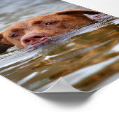 Schokolade Labrador Pit Mix Welpen Schwimmen Poster (Ecke)