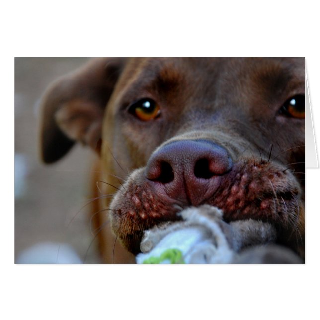 Schokolade Labrador Pit Puppy (Vorderseite (Horizontal))