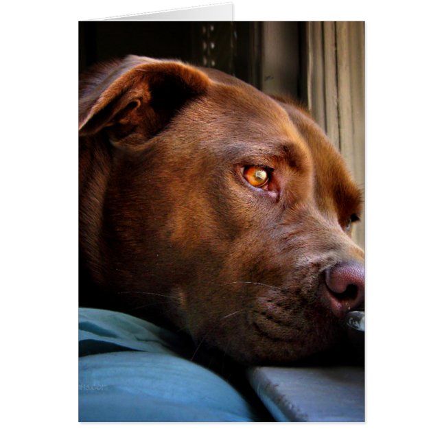 Schokolade Labrador Pit Puppy-Fenster beobachten (Vorne)