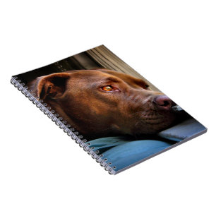 Schokolade Labrador Pit Puppy-Fenster beobachten Notizblock