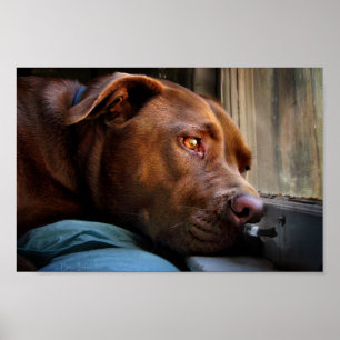 Schokolade Labrador Pit Puppy-Fenster beobachten Poster