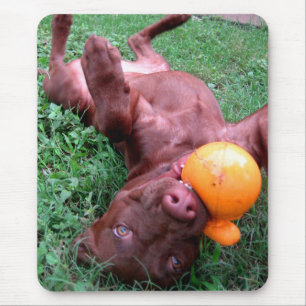 Schokolade Labrador Pit Puppy Playing mit Ball Mousepad