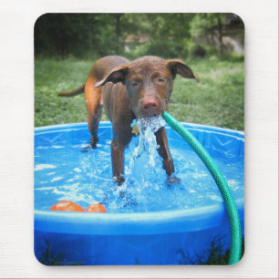 Schokolade Labrador Pit Puppy Playing Mousepad