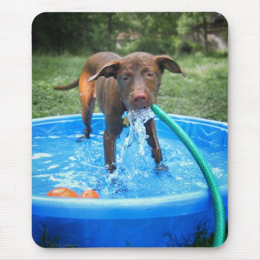 Schokolade Labrador Pit Puppy Playing Mousepad (Vorne)