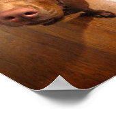 Schokolade Labrador Pit Puppy Plead Look Poster (Ecke)