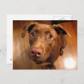 Schokolade Labrador Pit Puppy Plead Look Postkarte (Vorne/Hinten)