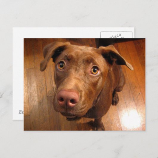 Schokolade Labrador Pit Puppy Plead Look Postkarte (Vorne/Hinten)
