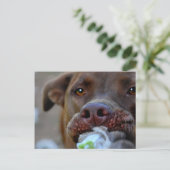 Schokolade Labrador Pit Puppy Postkarte (Stehend Vorderseite)