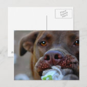 Schokolade Labrador Pit Puppy Postkarte (Vorne/Hinten)