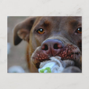 Schokolade Labrador Pit Puppy Postkarte