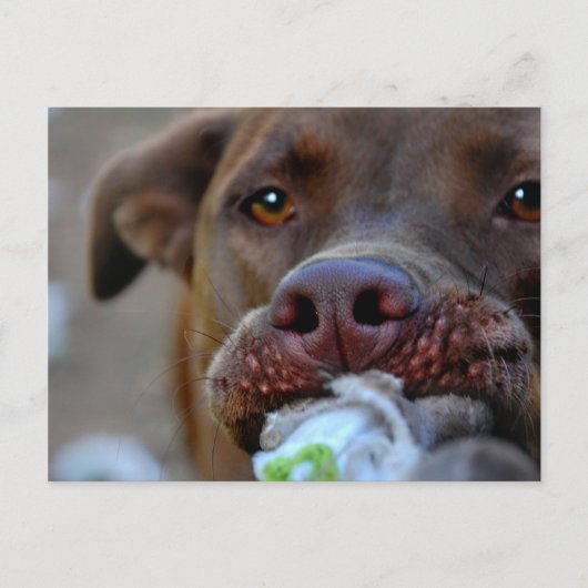 Schokolade Labrador Pit Puppy Postkarte (Vorderseite)