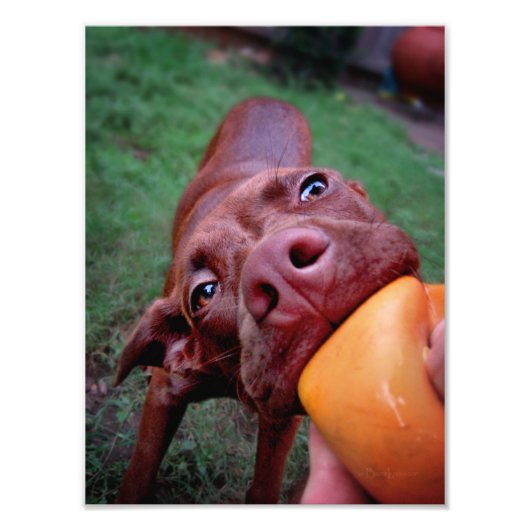 Schokolade Labrador Pit Puppy Tugging Ball Fotodruck (Vorne)