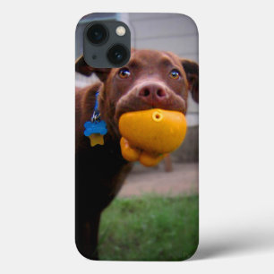 Schokolade Labrador Pit Welpe mit Ball Case-Mate iPhone Hülle