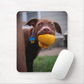 Schokolade Labrador Pit Welpe mit Ball Mousepad (Mit Mouse)