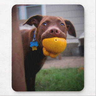 Schokolade Labrador Pit Welpe mit Ball Mousepad