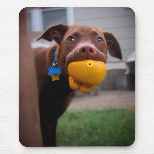 Schokolade Labrador Pit Welpe mit Ball Mousepad (Vorne)