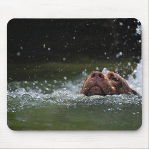 Schokolade Labrador Pit Welpe Schwimmen 2 Mousepad