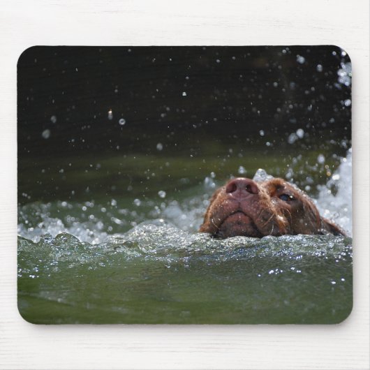 Schokolade Labrador Pit Welpe Schwimmen 2 Mousepad (Vorne)