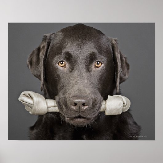 Schokolade Labrador Poster (Vorne)