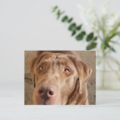 Schokolade Labrador Postkarte (Stehend Vorderseite)