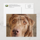 Schokolade Labrador Postkarte (Vorne/Hinten)