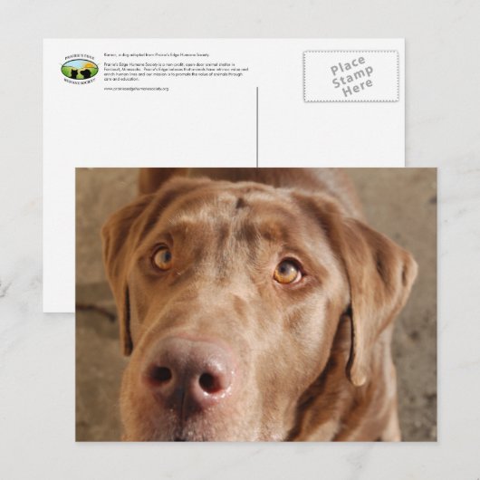 Schokolade Labrador Postkarte (Vorne/Hinten)