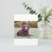 Schokolade Labrador Postkarte (Stehend Vorderseite)