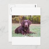 Schokolade Labrador Postkarte (Vorne/Hinten)