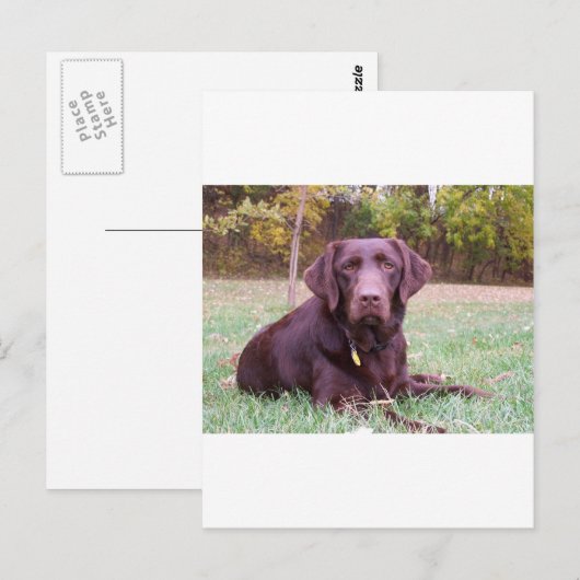 Schokolade Labrador Postkarte (Vorne/Hinten)