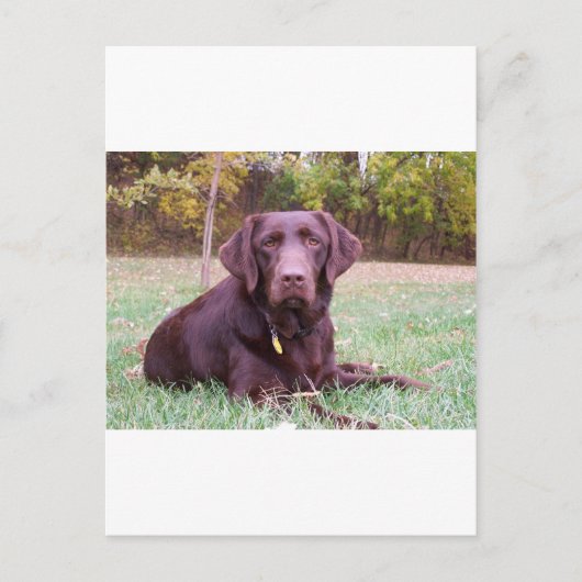 Schokolade Labrador Postkarte (Vorderseite)